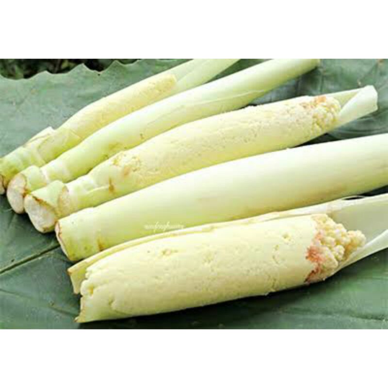 

Murah Sayur Turubuk Segar 500gr