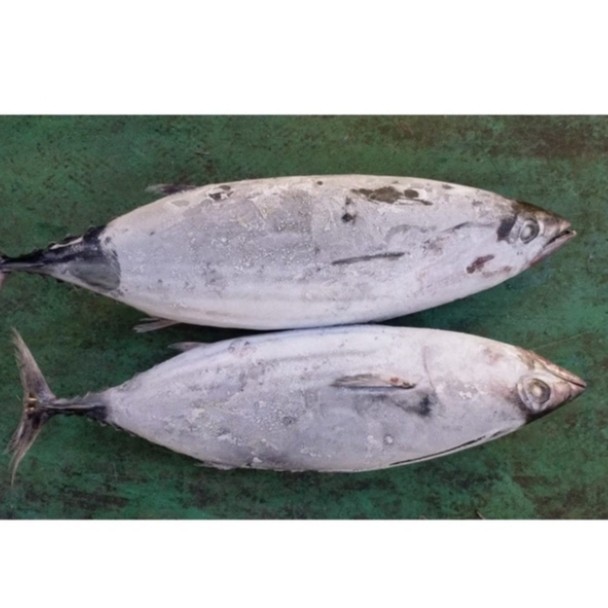 

Ikan Cakalang Premium Fresh Frozen