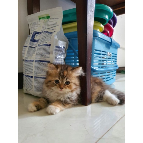 

Tempe Tradisional Area Brebes Saja