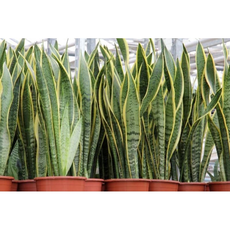 Tanaman Sansevieria Trifasciata Atau  Lidah Mertua Jenis Varigata