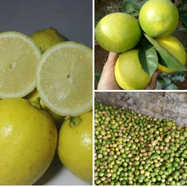 

Jeruk nipis lokal