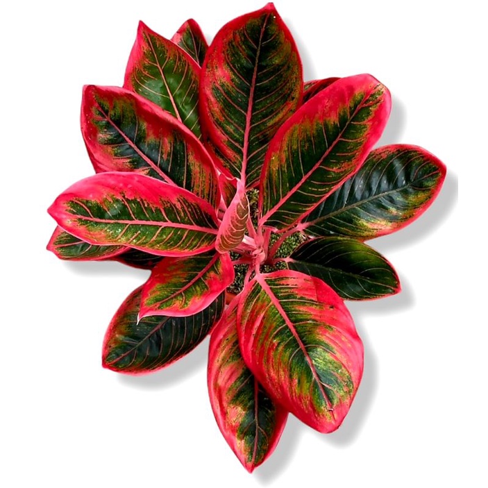 Aglonema red lipstik siam aurora mutasi (Tanaman hias aglaonema red lipstik siam aurora mutasi) - tanaman hias hidup - bunga hidup - bunga aglonema - aglaonema merah - aglonema merah - aglaonema murah - aglonema murah