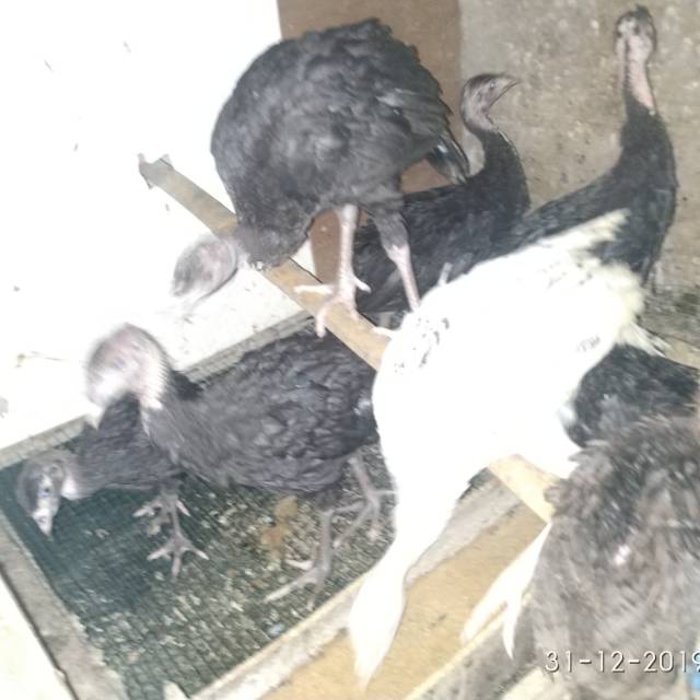 AYAM KALKUN ANAKAN USIA 1 BULAN - 2 BULAN SUDAH GA PAKE LAMPU BISA DILEPAS DI TAMAN SEHAT LINCAH AKT
