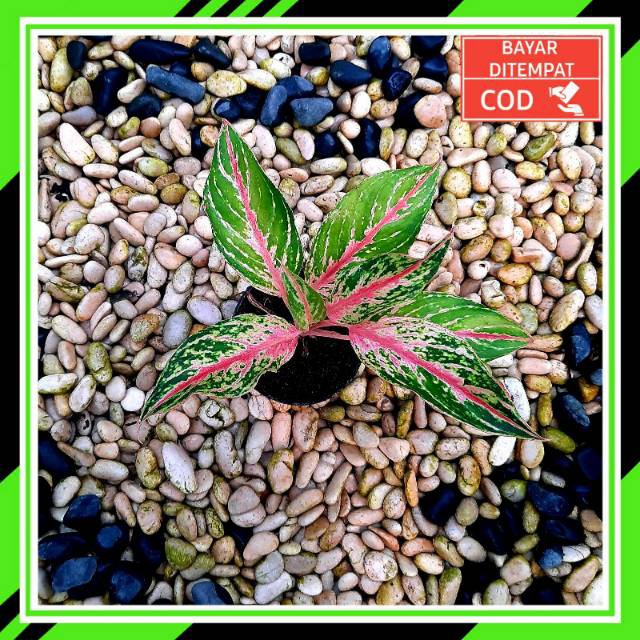 [✅COD] BUTTERFLY - (AGLONEMA REMAJA) / AGLONEMA BATERFLY / AGLONEMA MURAH