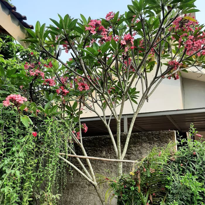 KAMBOJA BALI BUNGA PINK TINGGI 4 METER