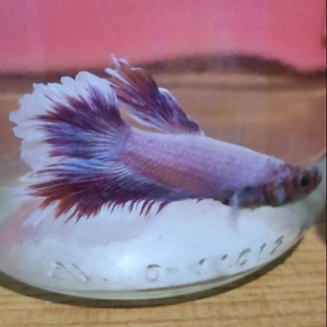 Ikan cupang Halfmoon Big Ear Lavender Size M