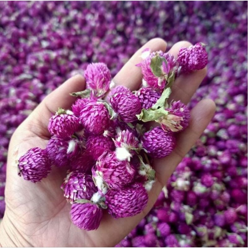 

TEH BUNGA AMARANTH GLOBE AMARANTH FLOWERS TEA TEH HERBAL ALAMI BUNGA KENOP