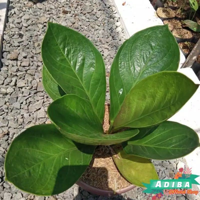 Tanaman Hias Anthurium Jemani Mangkok Tornado / Jemani Mangkok Remaja