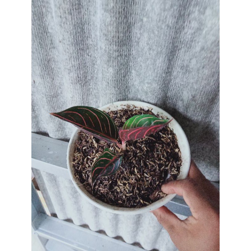 aglonema pride of Sumatra red sumatra remaja daun tiga