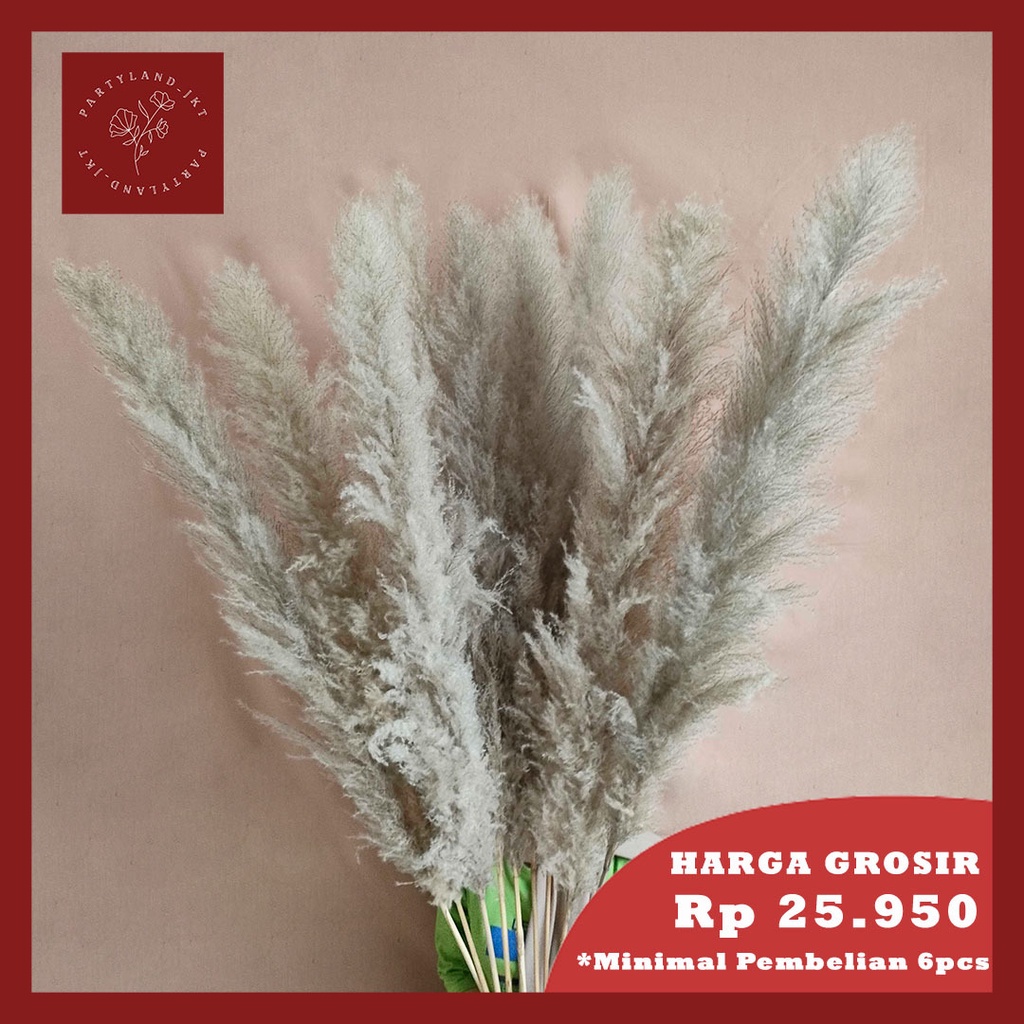 Dried Jumbo Silver Pampas Bunga Kering Tanaman Import Asli Dekorasi Hias