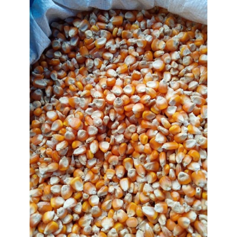 

jagung pakan burung Hasil Kebun Sendiri