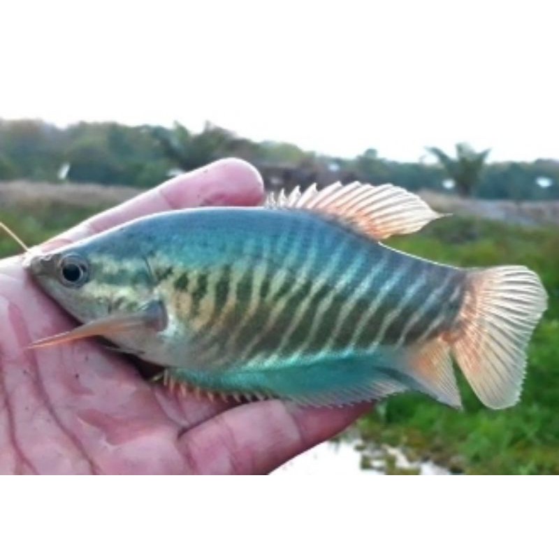 Ikan Sepat Siam Shopee Indonesia