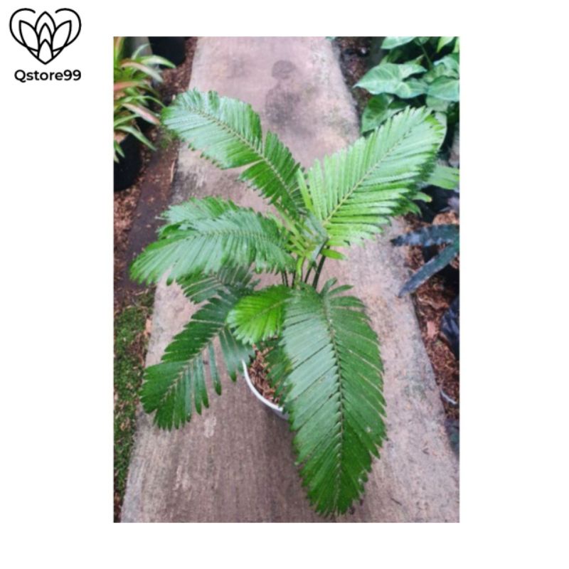 Tanaman hias Palem rotan - Palem mini - rotan hias - jernang hias