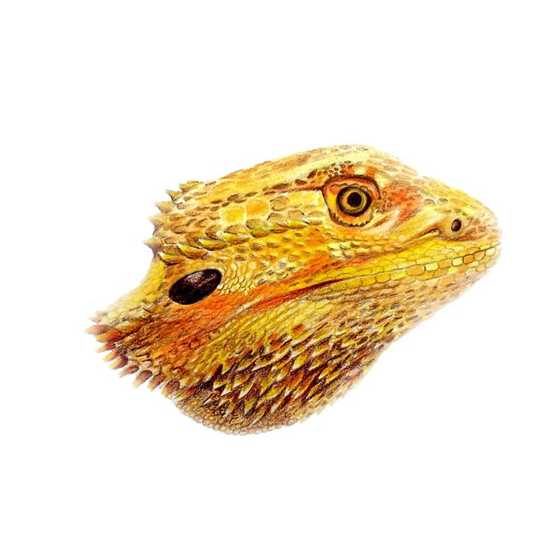 kaos bearded dragon