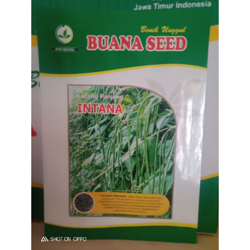 

kacang panjang intana