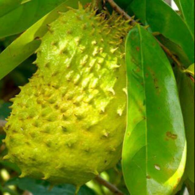 

Daun Sirsak Herbal 500 GRAM (Non Pestisida Dan Pupuk Kimia)