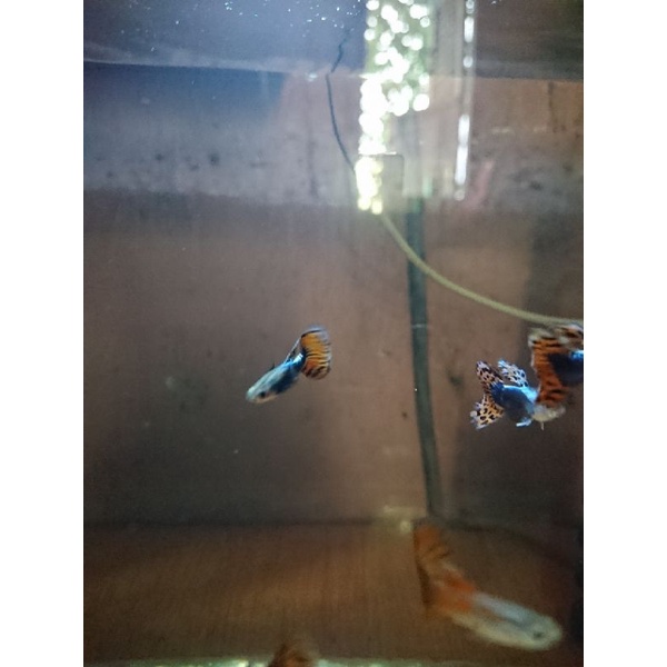 Guppy red dragon BIG EAR sepasang