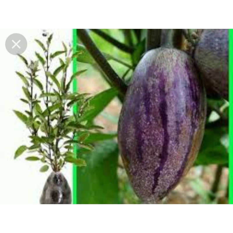 

papino/ buah put 5kg