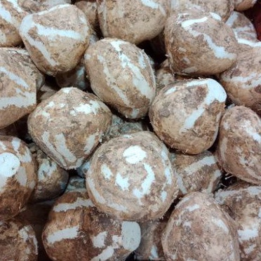 

BUAH BENGKOANG SUPER 1 KG FRESH