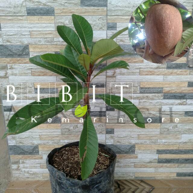 Bibit Tanaman Buah Mamey Sapote Havana