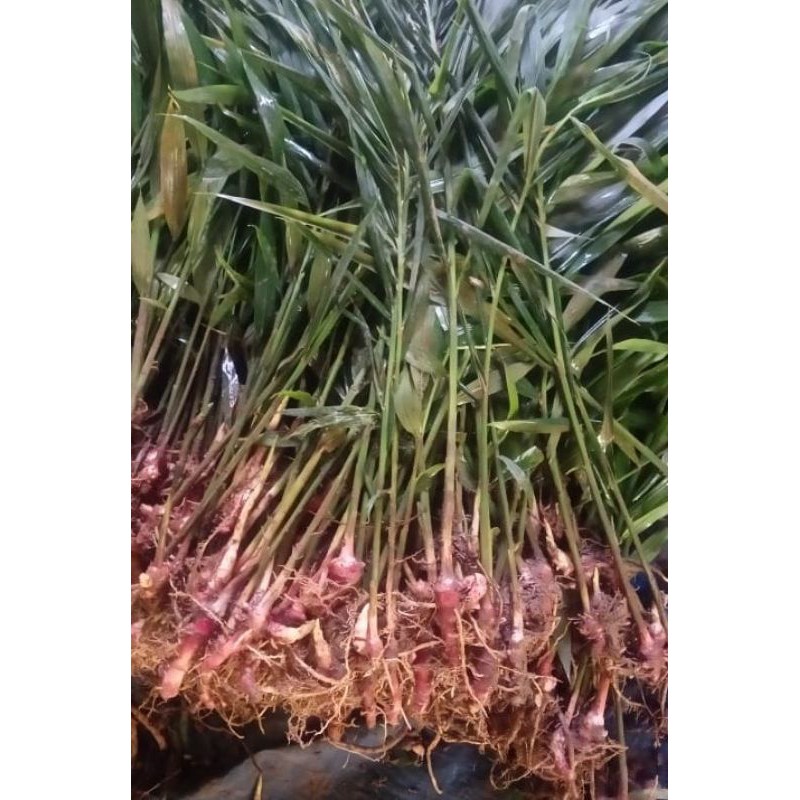 Bibit Jahe Merah Siap Tanam