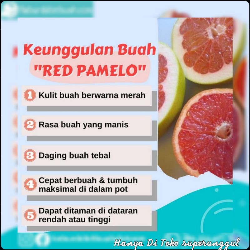 Bibit jeruk red pamelo