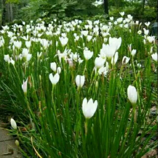 Tanaman kucai tulip putih/rain lily  (Zephyranthes)  -Bawang bawangan -  BAKUL KEMBANG