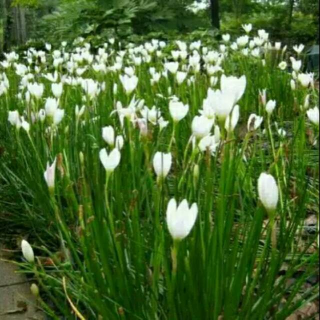 Tanaman kucai tulip putih/rain lily -Bawang bawangan -  BAKUL KEMBANG