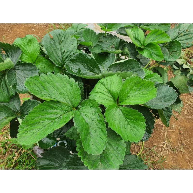Bibit Strawberry ICHAN KING Dewasa