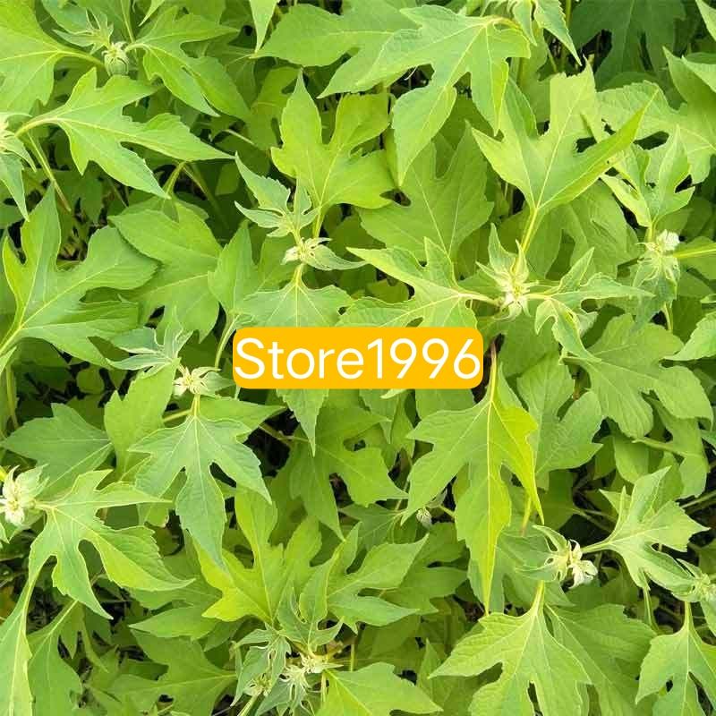 

Daun insulin segar ataw kipahit 1 kg