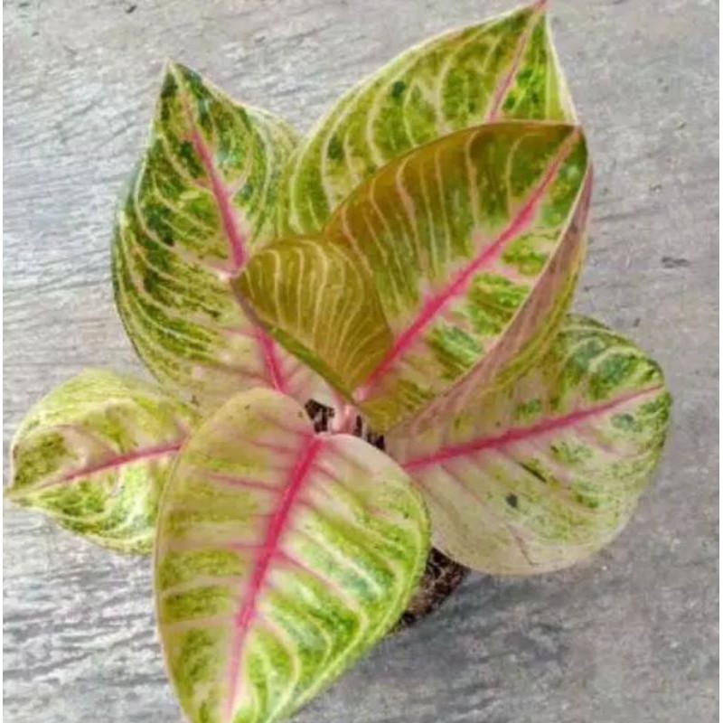 bunga AGLONEMA Moonlight IMPORT Cantik nan Unik