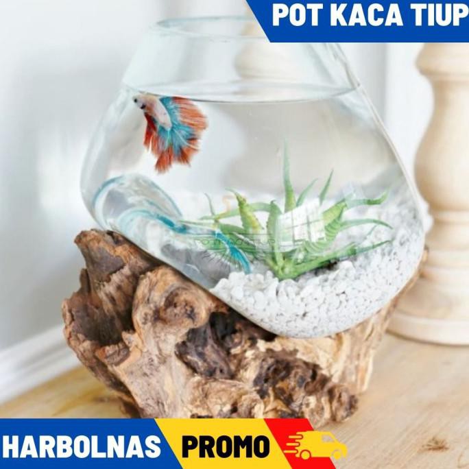 Diskon Akuarium Ikan Cupang Unik L Glasswood