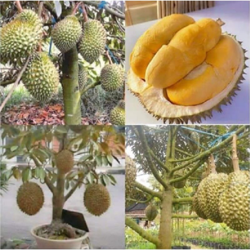 bibit durian montong Thailand cepat berbuah
