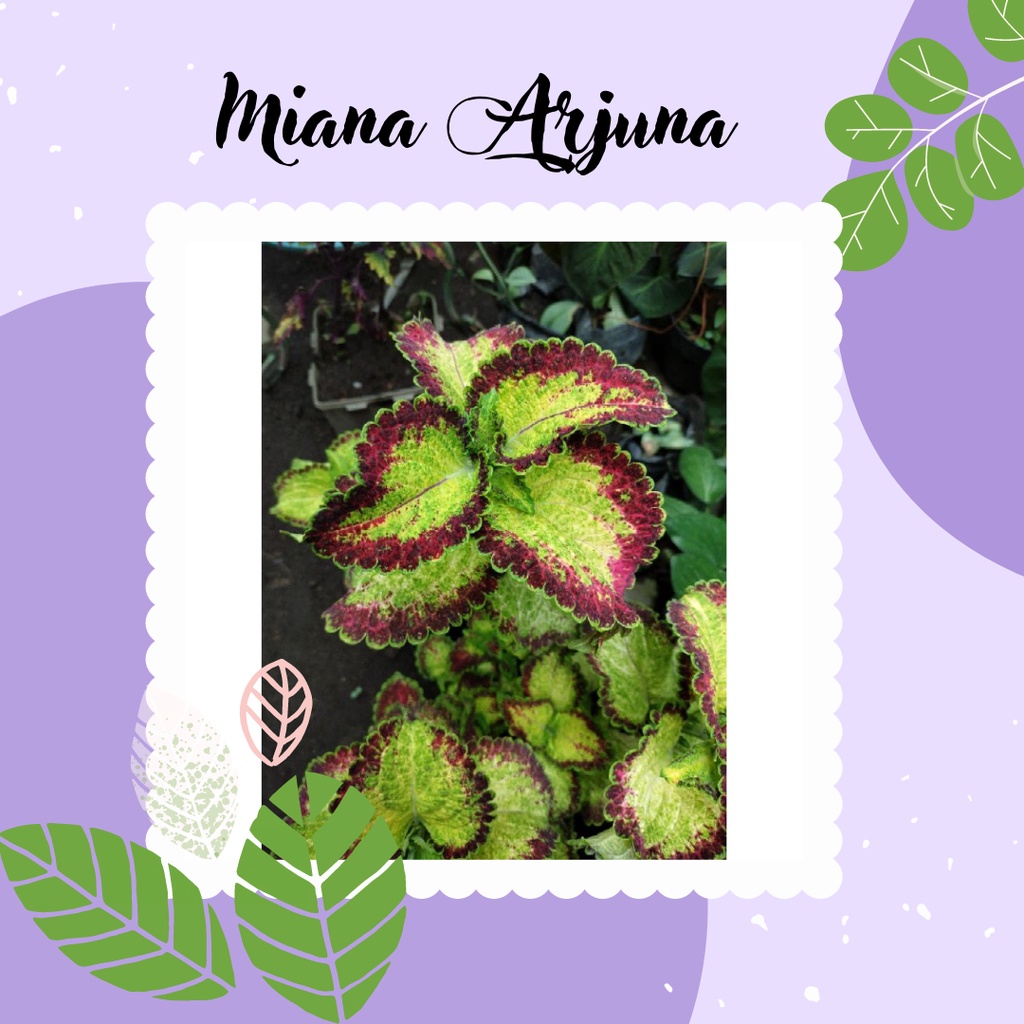 Miana Hias Tanaman Miana Arjuna Miana Premium Arjuna  Premium Arjuna Miana