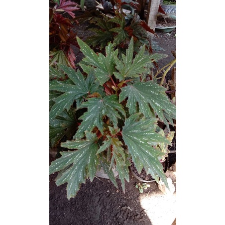 Begonia Begonia