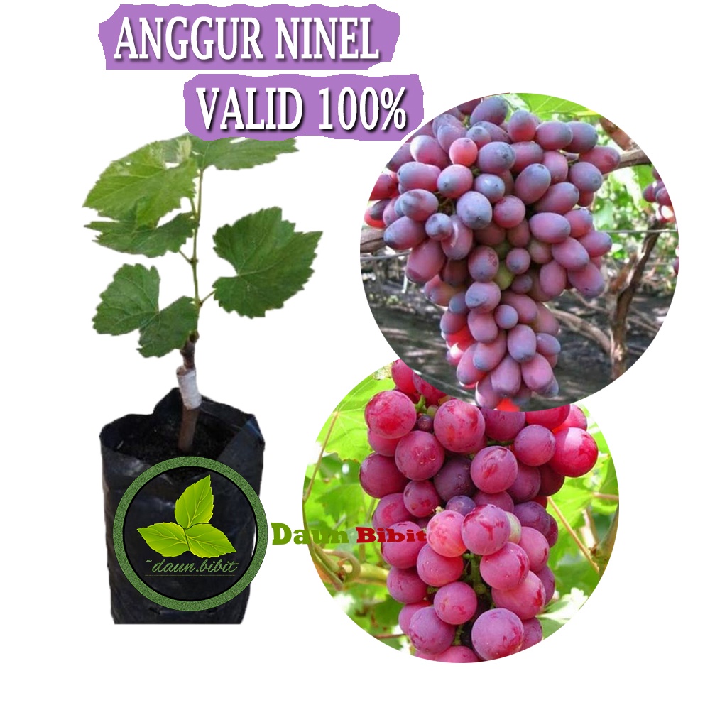Bibit Anggur Ninel Grafting Indukan Super