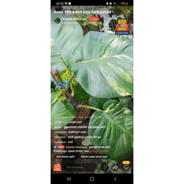 Pesanan kak mamdave sirih gading jumbo 80rb+marble 2 15rb