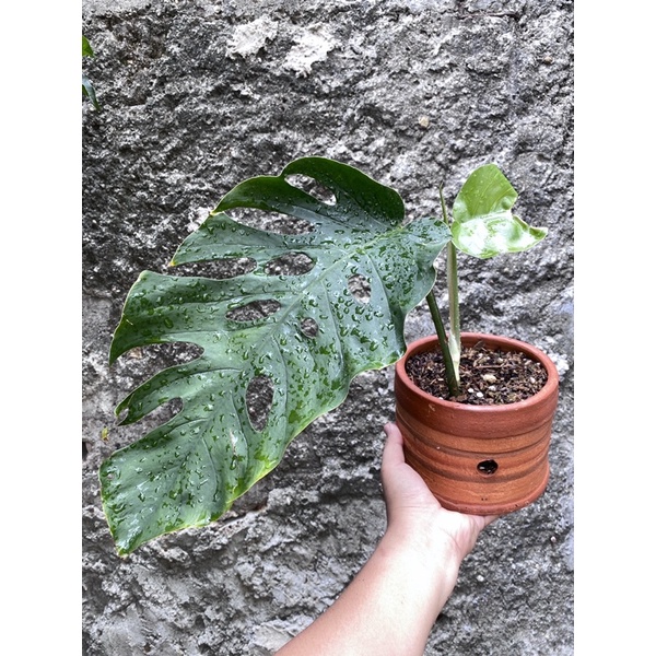 Monstera dubia mature sesuai foto