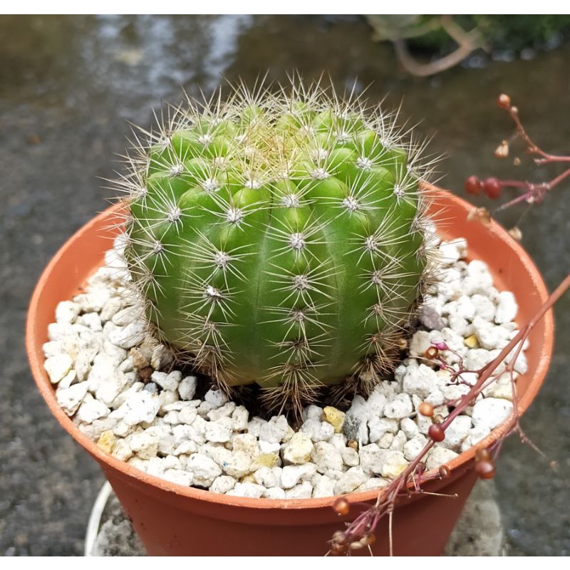 KAKTUS JUMBO ECHINOPSIS CALOCHLORA OWNROOT TANAMAN MURAH