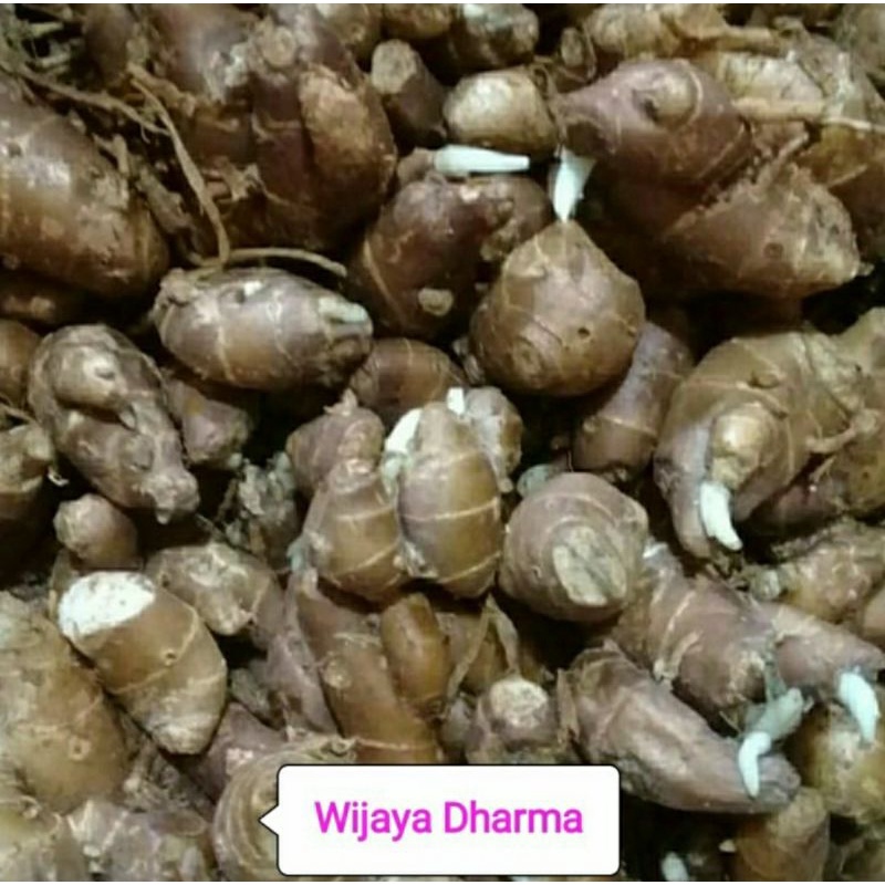 

KENCUR 250g