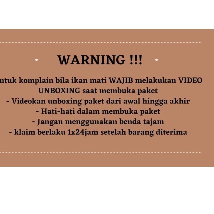 Siap Kirim.. YELLOW SENTARUM 18-20cm