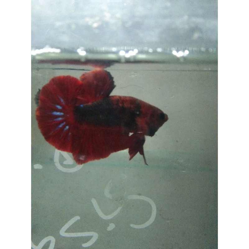 cupang Hellboy male