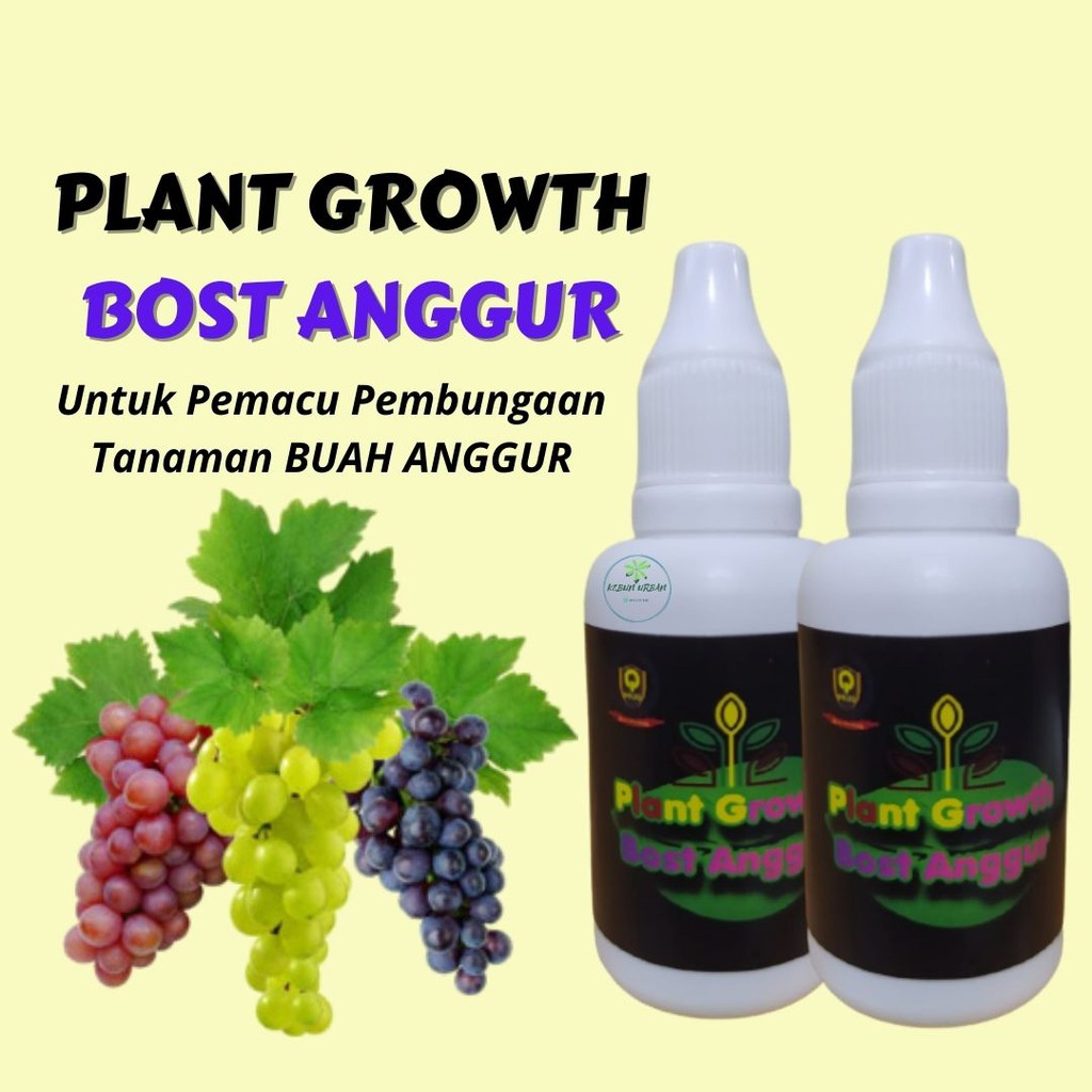 Hormon Perangsang Buah Anggur