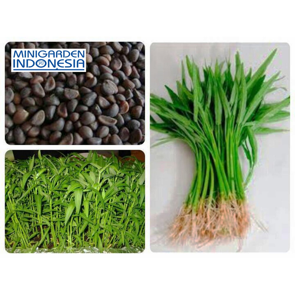 Benih Kangkung Bangkok Super LP-1 repack bibit tanaman sayur sayuran hidroponik