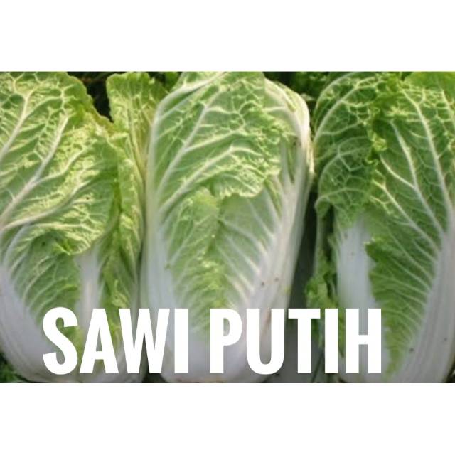 

Sawi Putih / Pecay Segar