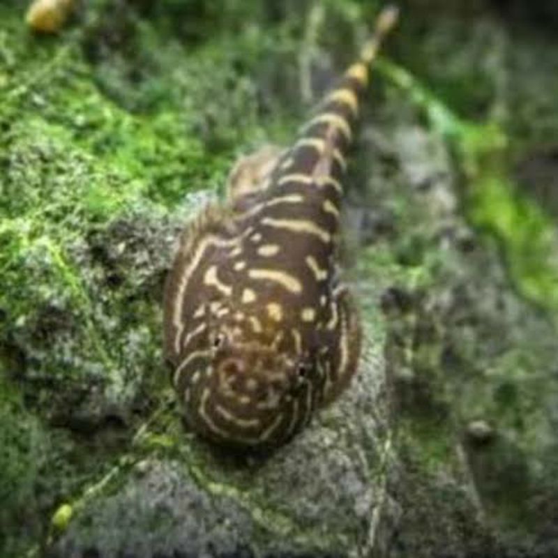 ikan hias borneo sucker pembersih aquarium/aquascape