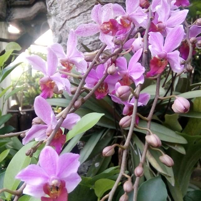 spike/knop phal. Doritis pulcherima