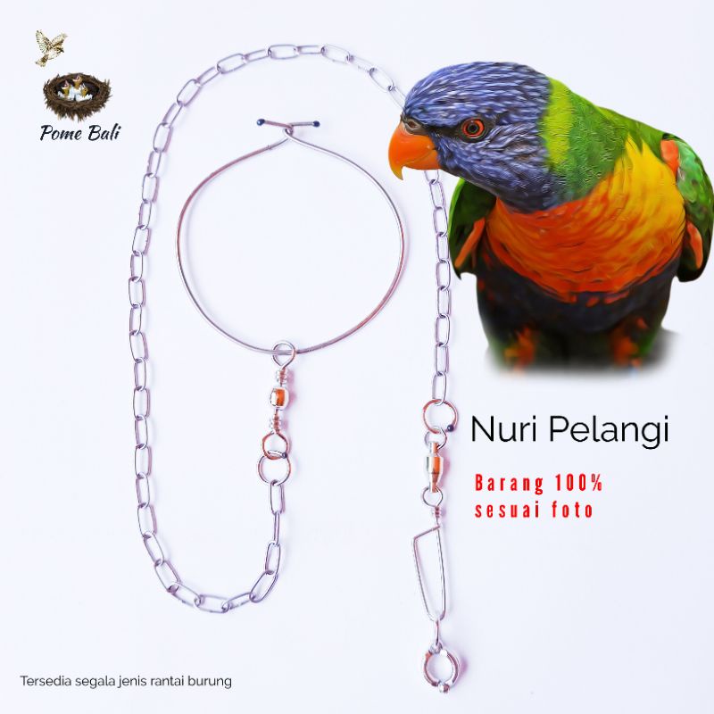 Rantai Burung Nuri Pelangi