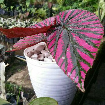 Tanaman hias Begonia rex walet /Bibit tanaman begonia rex walet