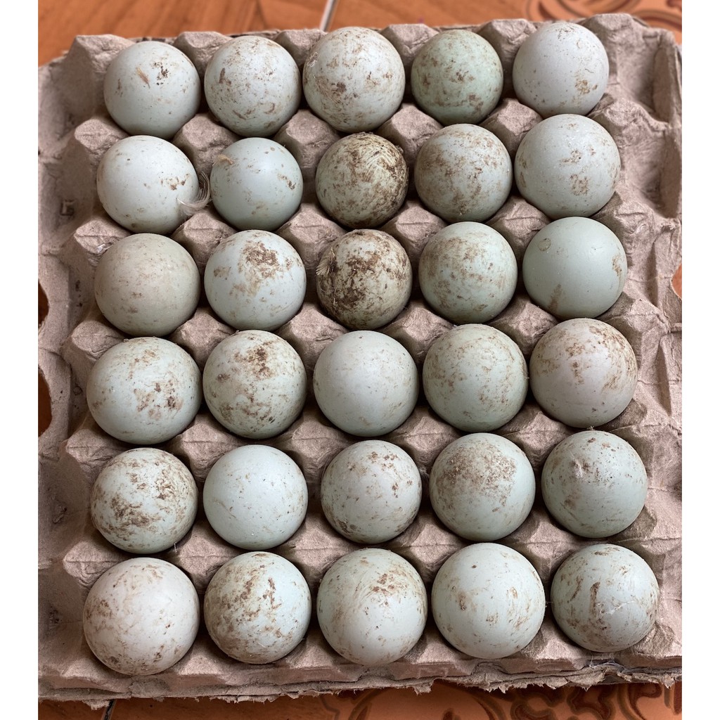 

Telur Bebek BuSOL